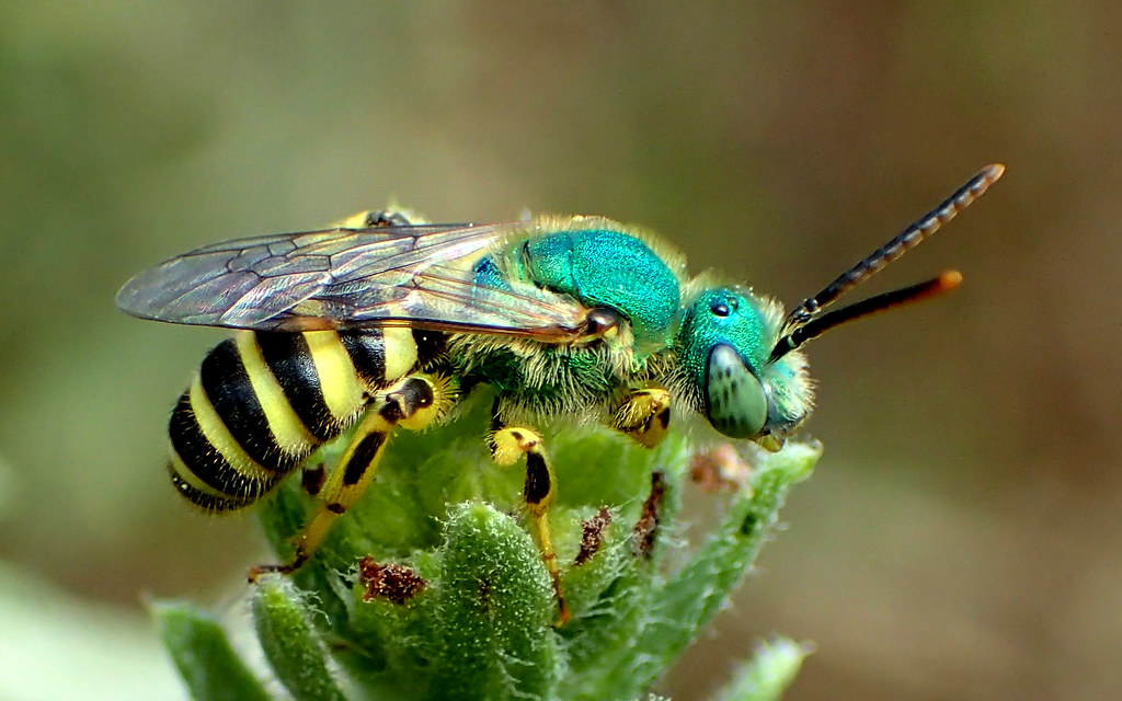 Green metallic sweat bee Agopostemon texanus