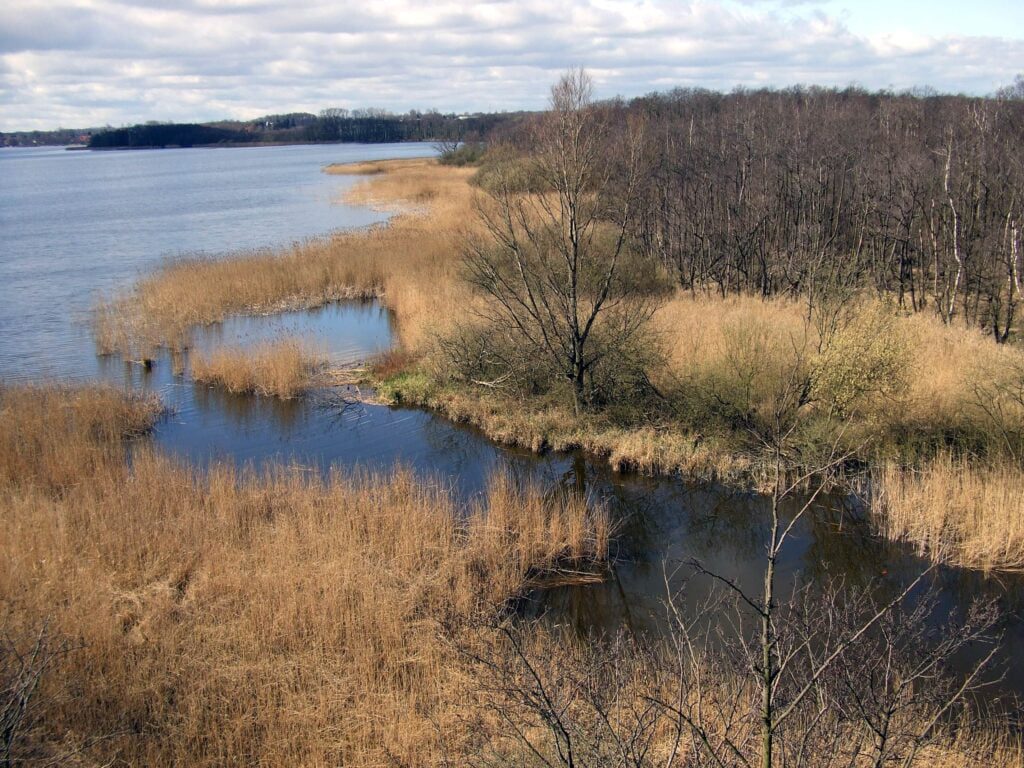 wetland edge