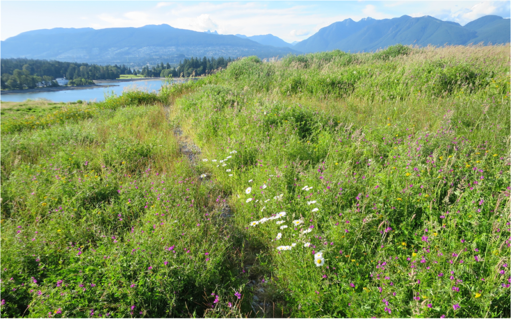 Green roofs with ox-eye daisy