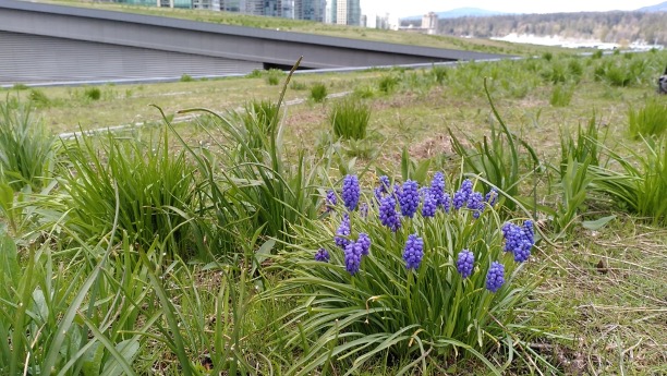 Purple flowering hyacinth on large meadow