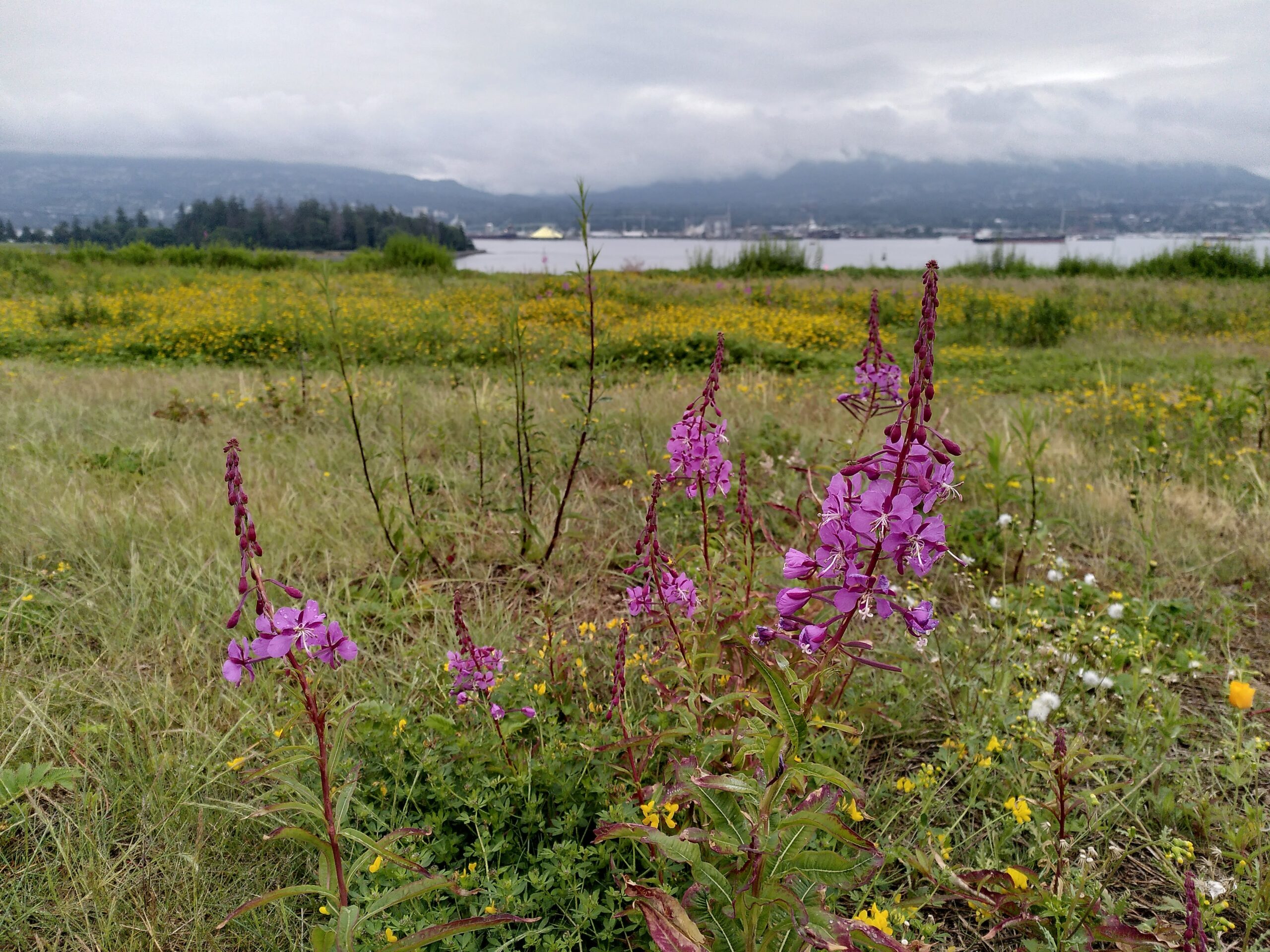 Purple flowers on a green roof