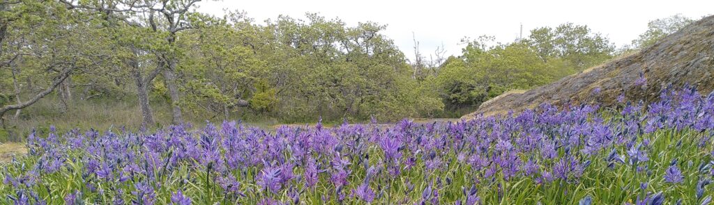 Camas meadow, Upland Park