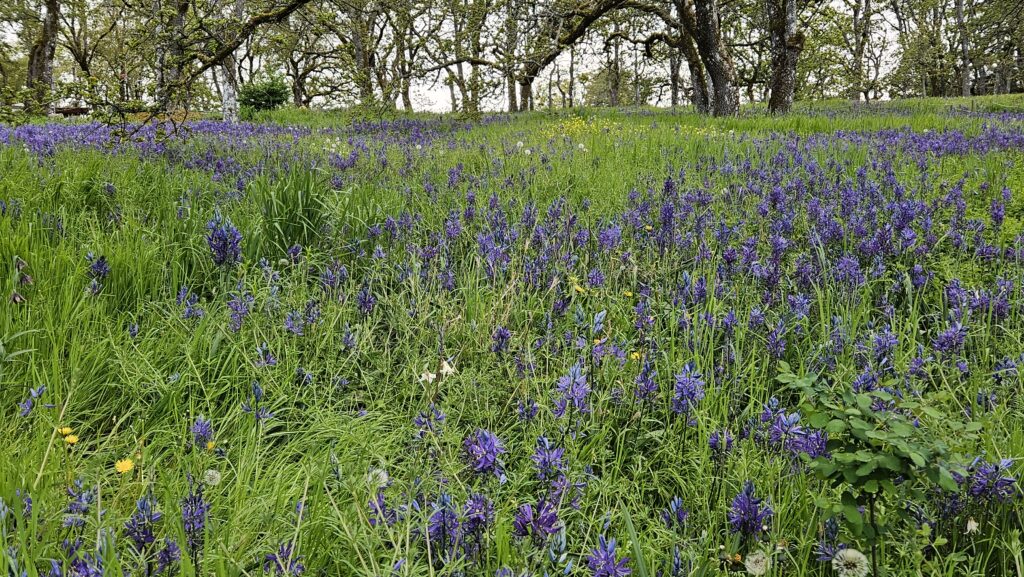 Camas with white fawn lily