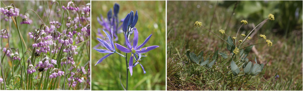 three flowering plants