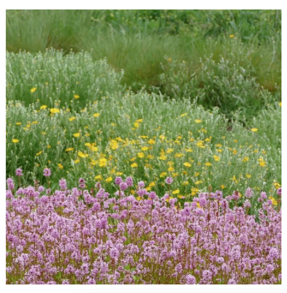 drifts of colourful wildflowers with pink, yellow and various greens