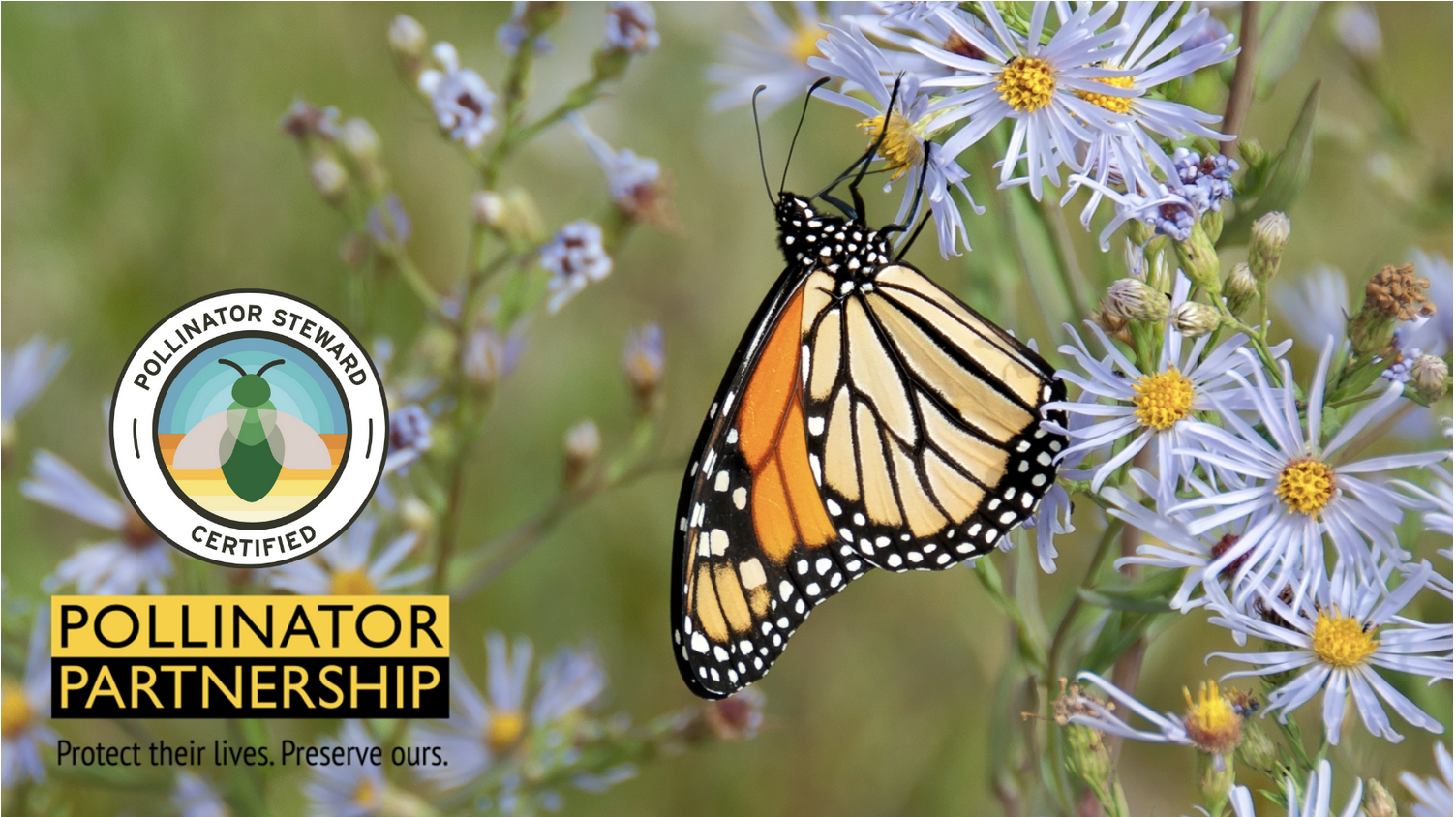 We are Pollinator Steward certified