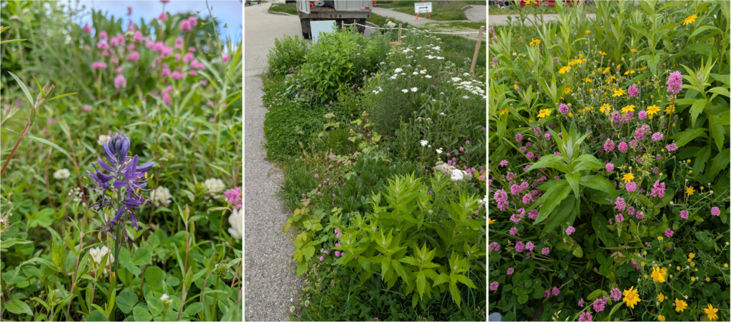 three pics of pretty plants
