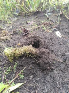 Plug plant lying on the ground pulled up by a crow