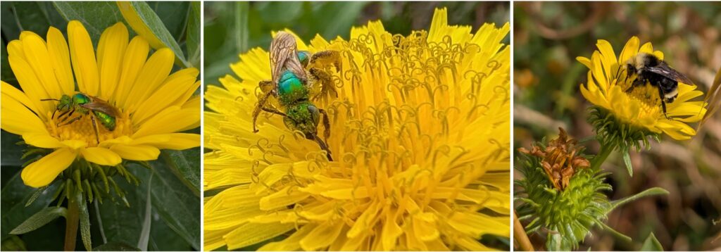 three bees on yellow flowers