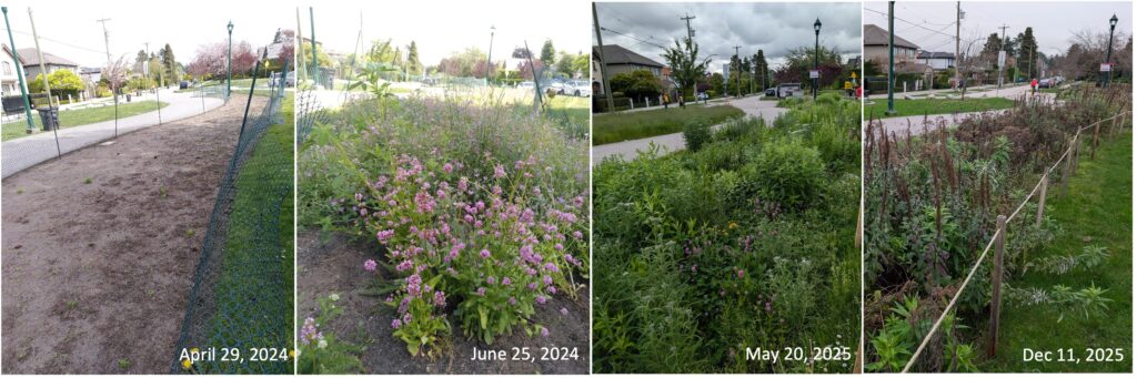 Four images of the meadow at different times of year