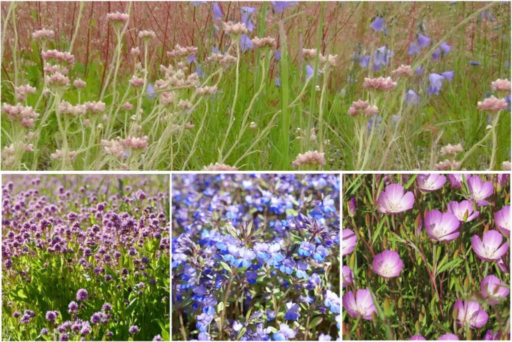 colourful flowering plants