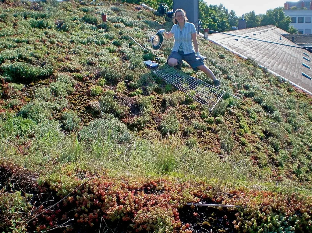 smiling researcher using plant quadrat on steep green roof