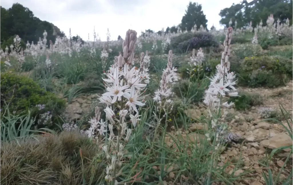 tall flowers growing on a plateau of rock and bunchgrasses