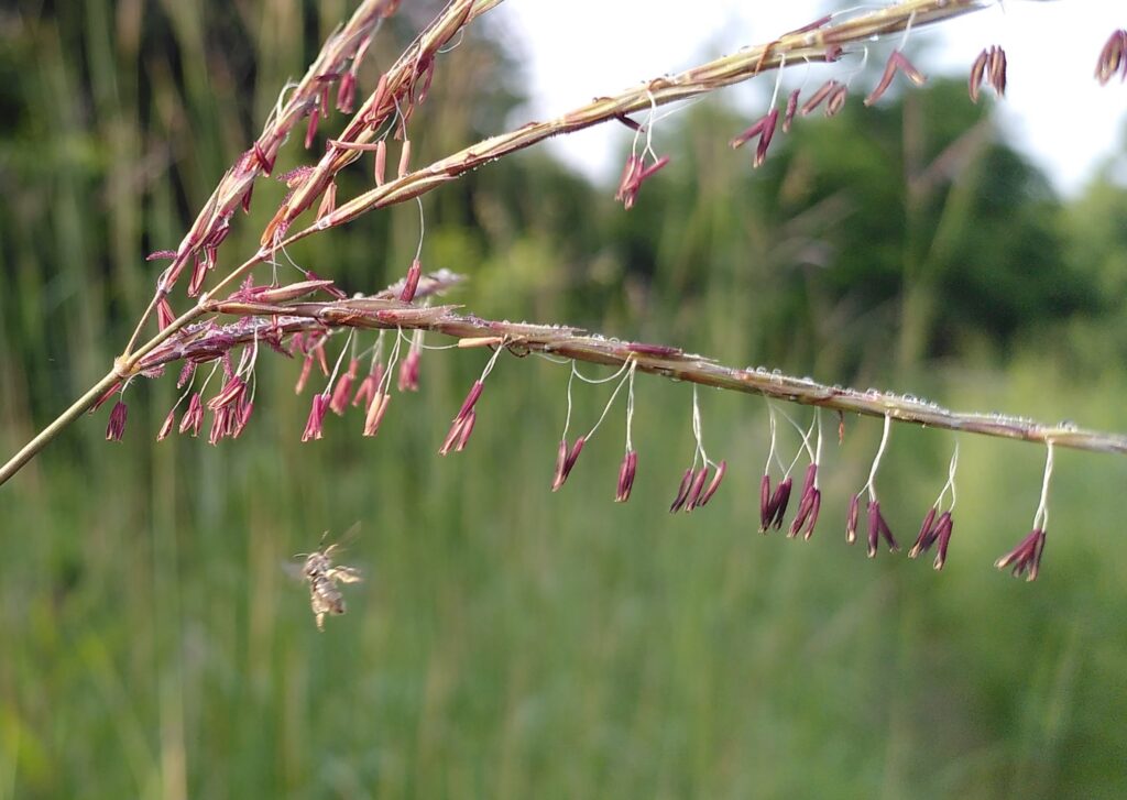 Bee flying towards grass florets